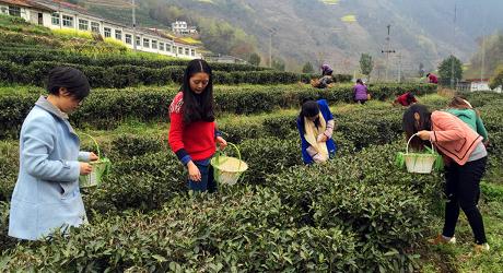 龍安茶園