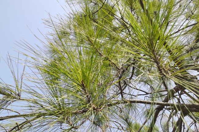 馬尾松無性系山羊5區大田1號