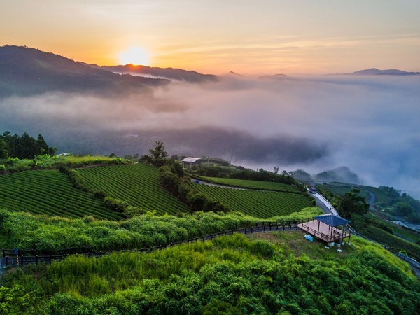 坪林包種茶