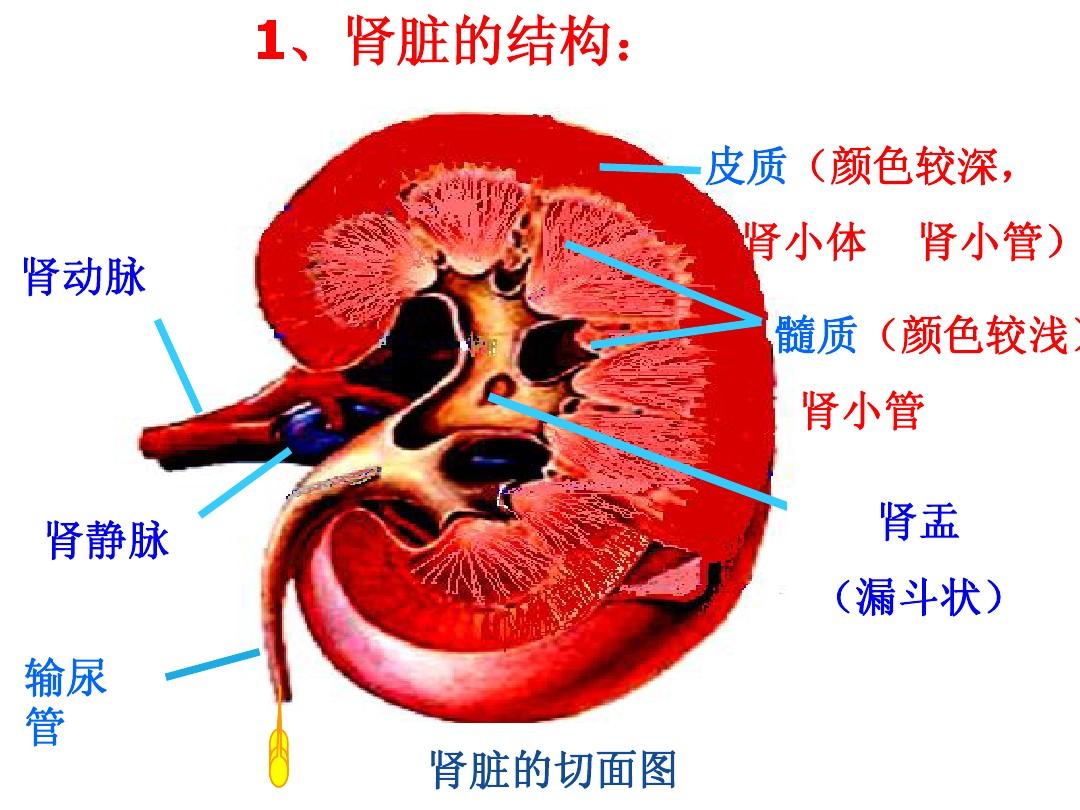 T-H糖蛋白