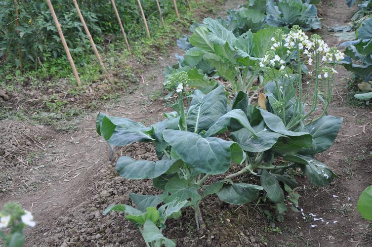 白花甘藍(芥藍（十字花科芸薹屬植物）)