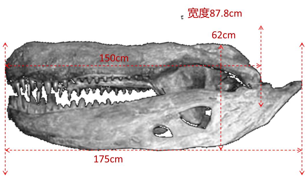 巴西普鱷