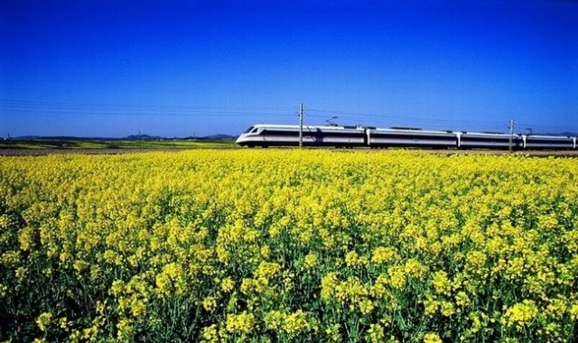 春城號動車組駛經油菜花田