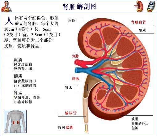 原發性腎性葡萄糖尿