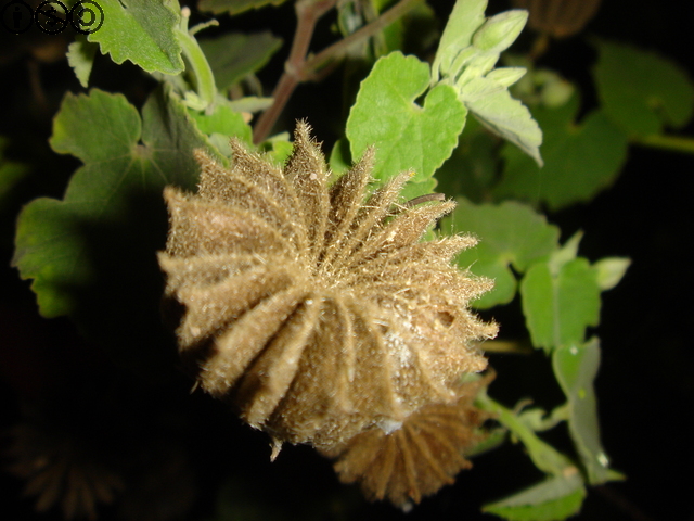 金花草