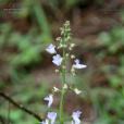 側花香茶菜