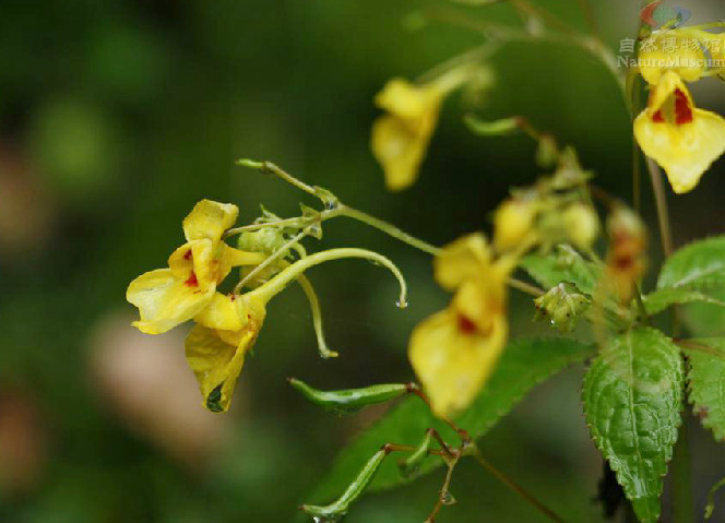 粗莖鳳仙花