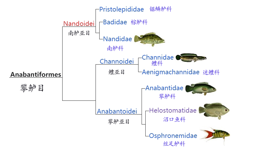 攀鱸目