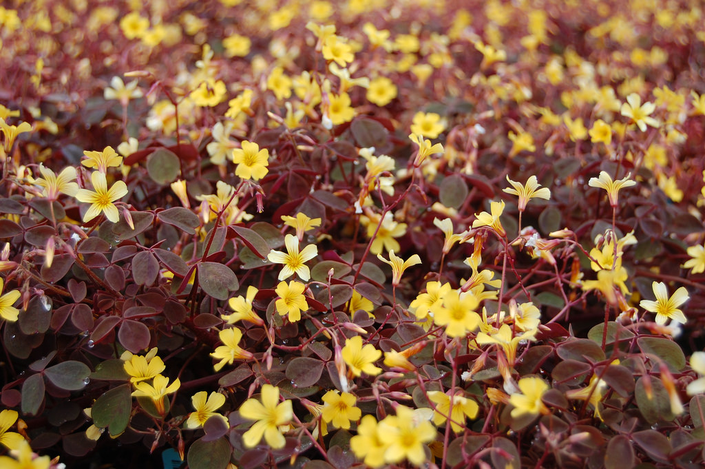 硫化酢漿草（Oxalis spiralis subsp. vulcanicola）