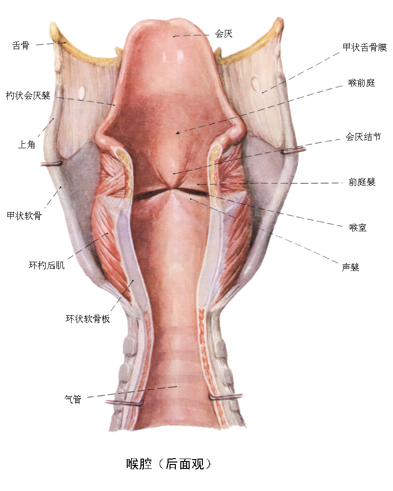 聲襞(聲帶)——喉腔