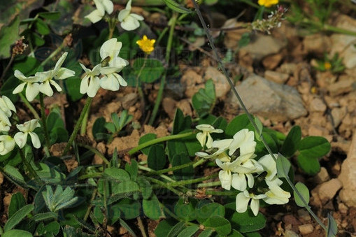 黃花高山豆