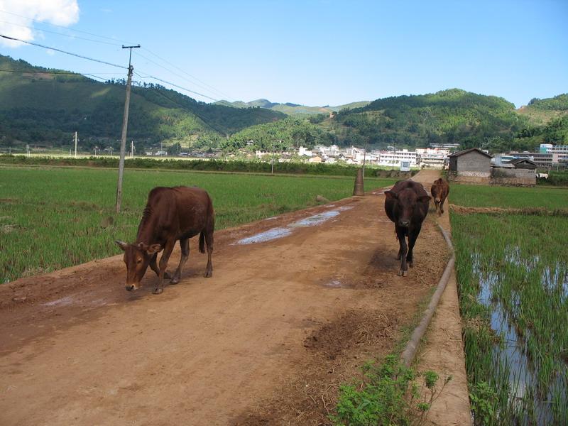 西山自然村(雲南省按板鎮文牘村西山自然村)