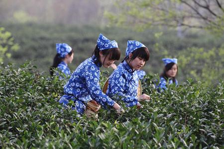 含眉綠茶