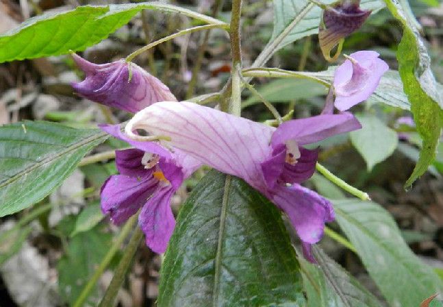 窄萼鳳仙花(窄萼鳳仙花（原變種）)