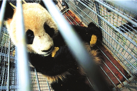 客死北京的大熊貓水靈