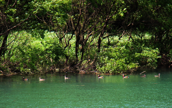 鴛鴦湖村