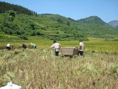 紫膠村民勞動場景