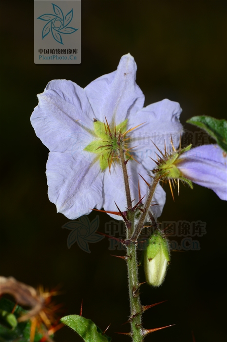 蒜芥茄