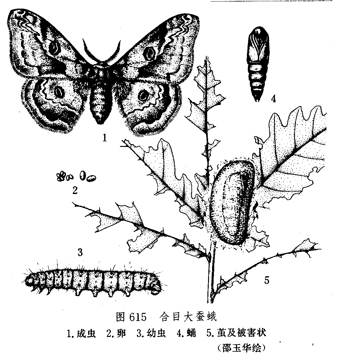 合目大蠶蛾(圖2)——生命周期