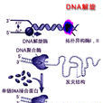 DNA旋轉酶