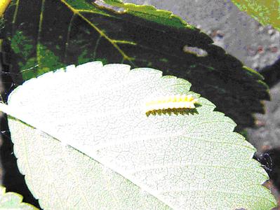 榆藍葉甲卵（圖4）