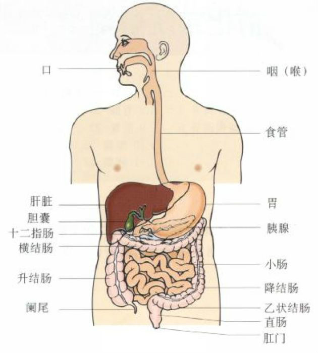 小腸下垂