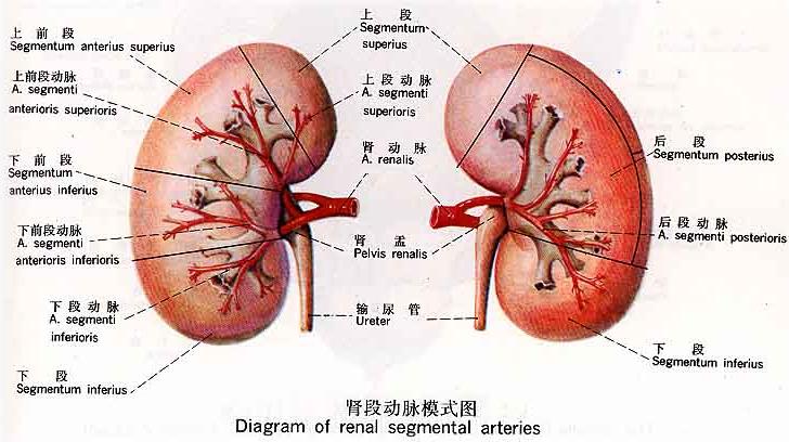 腎痛