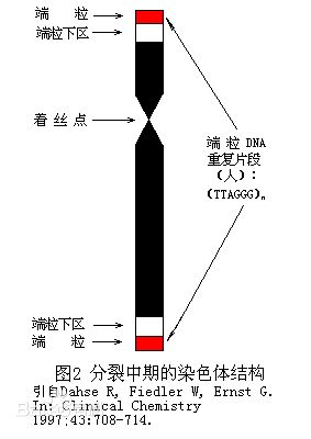 端粒DNA序列