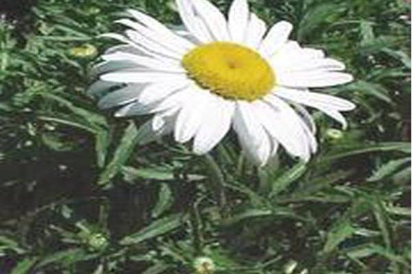 Leucanthemum × superbum \x27Switzerland\x27