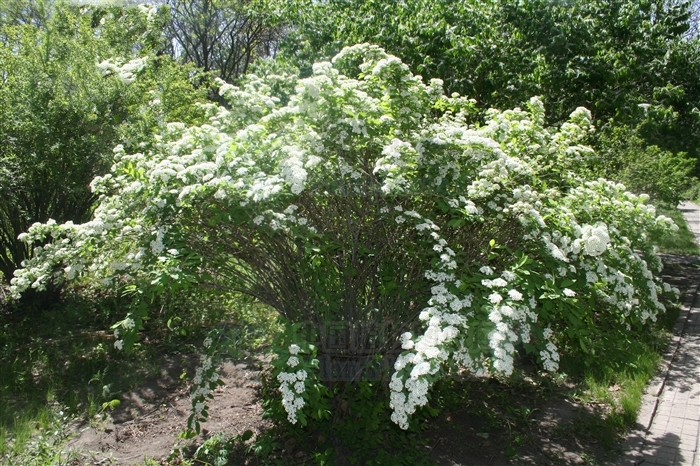 絨毛繡線菊