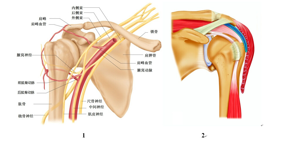 肩關節運動學