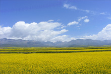 油菜花鑲嵌在浩門河兩岸