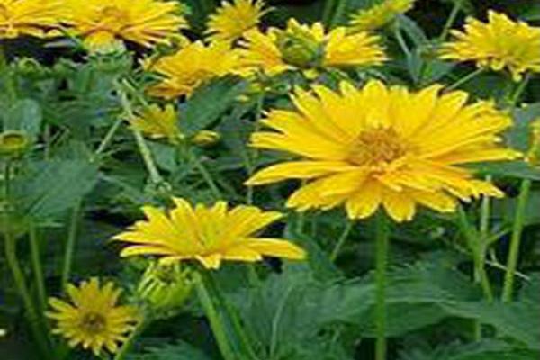 Heliopsis helianthoides var. scabra \x27Goldgefieder\x27 GOLDEN PLUME