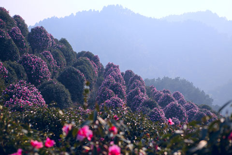 大花紅山茶