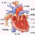 頻發房性早搏