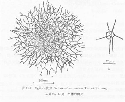 鳥巢八枝蟲