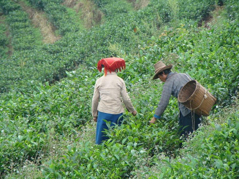 茶葉種植