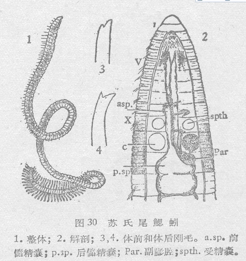 蘇氏尾鰓蚓