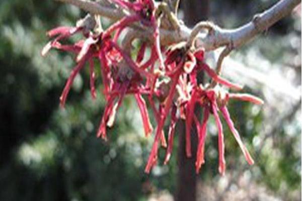 Hamamelis vernalis \x27Carnea\x27