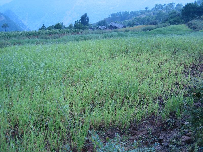 光茅山下社村燕麥種植業