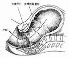 產道截面圖