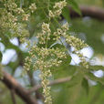 香椿花