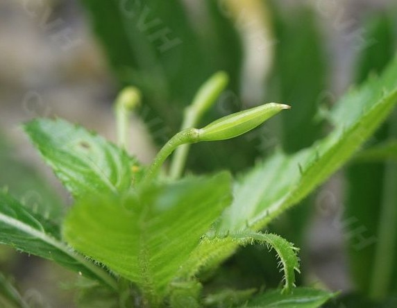 毛萼鳳仙花