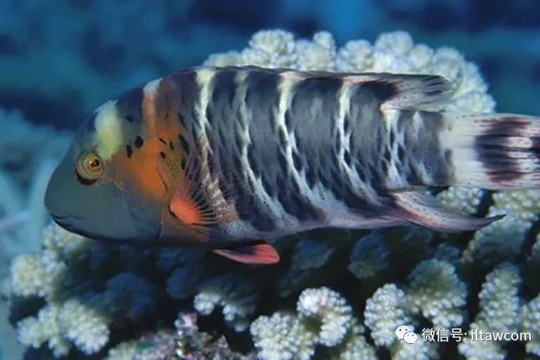 玫瑰連鰭唇魚