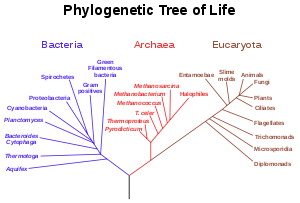 以16SrRNA的基因序列所建立的種系發生樹