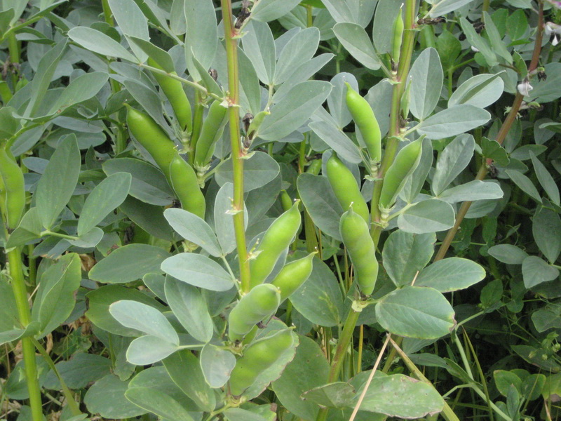 蠶豆(豆科野豌豆屬植物)