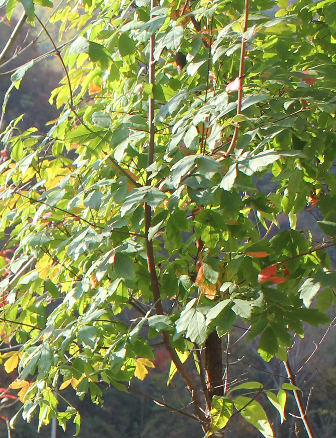 2012年10月5日拍攝於嵩縣天池山森林公園