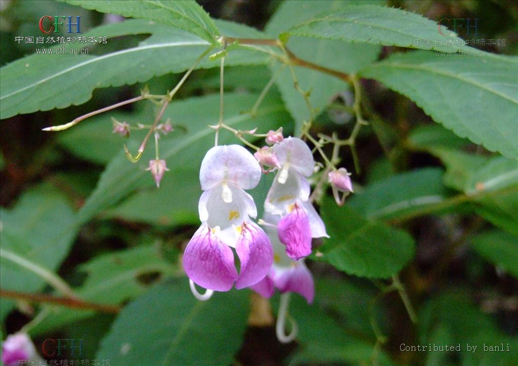 天目山鳳仙花