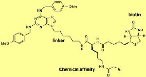 親和性的肌基質蛋白分子