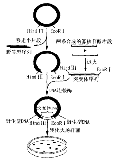 圖1 盒式誘變原理圖